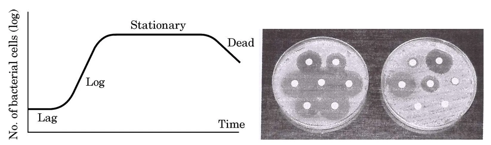 Bacteria Growth Curve