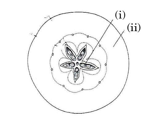 Transverse Sectional View of Apple