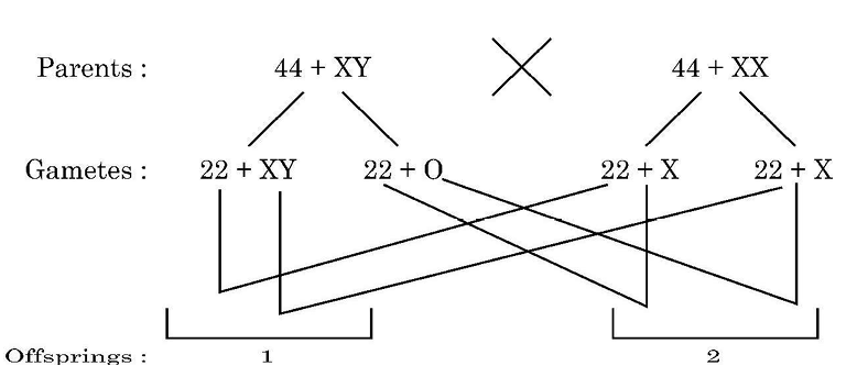 Chromosomal Cross
