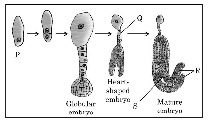 Dicot Embryo Development