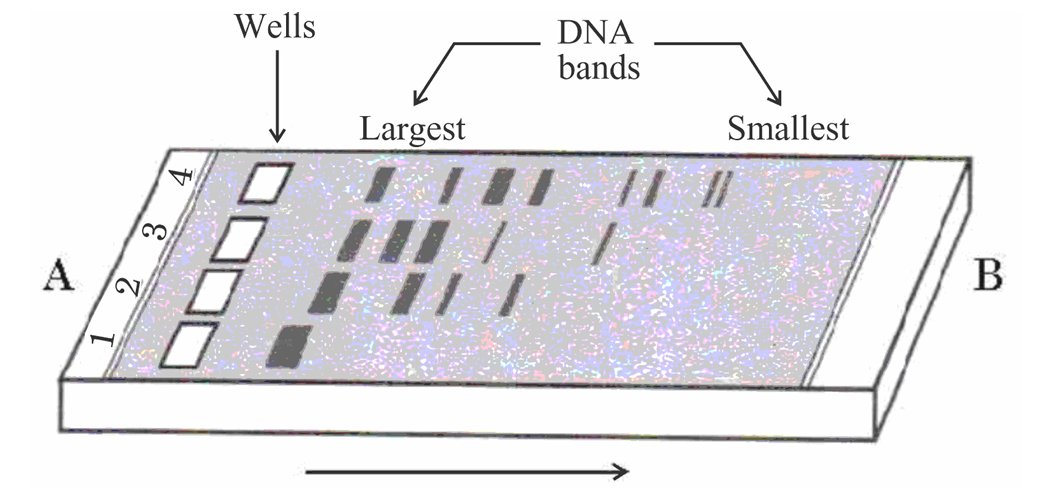 Gel Electrophoresis Diagram