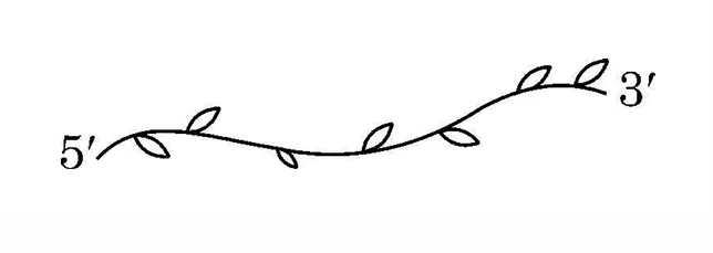 hnRNA Structure