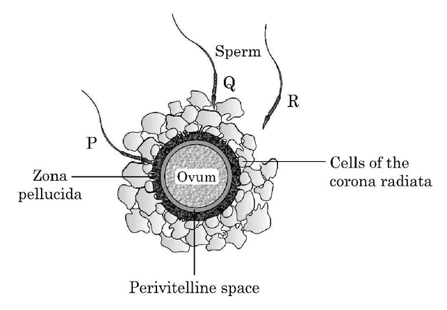 Human Ovum and Sperms