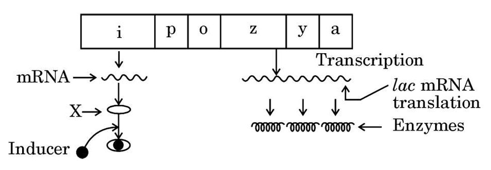 Lac Operon Diagram
