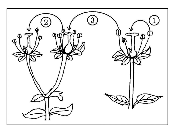 Modes of Pollination