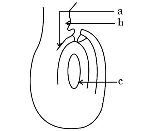 Diagram of an ovule