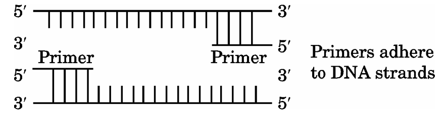 PCR Annealing Diagram