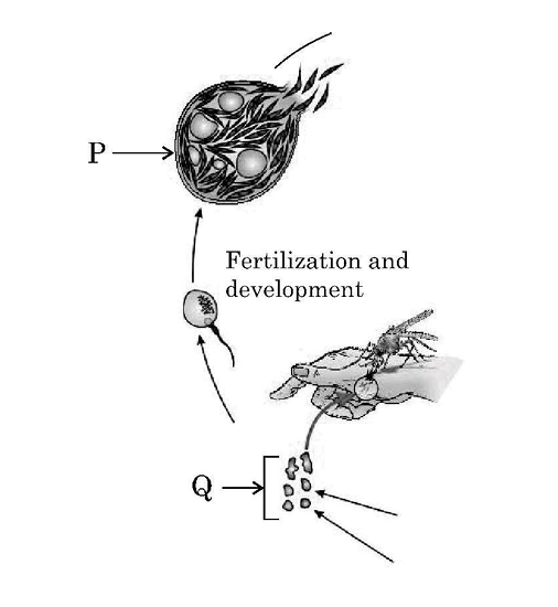 Plasmodium Life Cycle Part