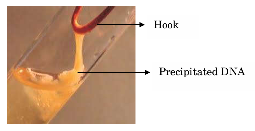 Spooling DNA Diagram