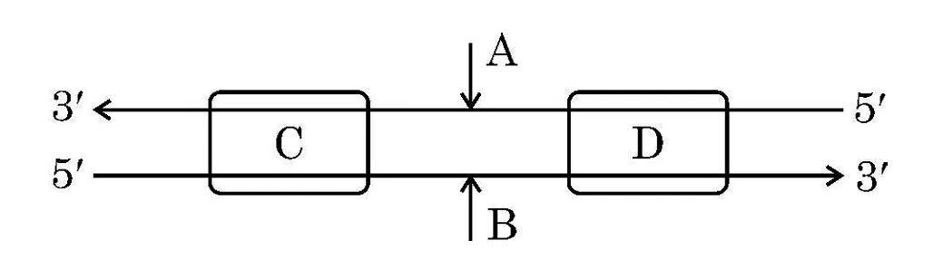 Transcription Unit Diagram