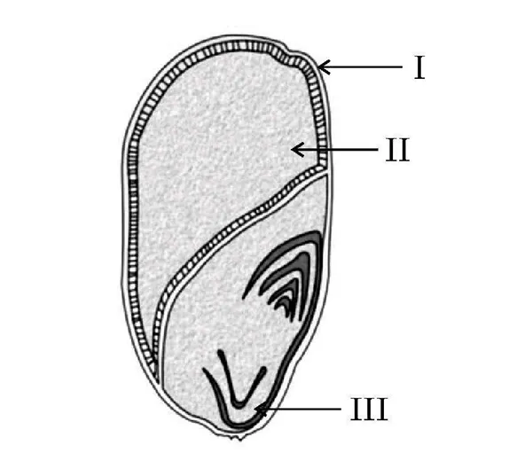 T.S. of Monocot Seed